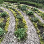 2019 Labyrinthbepflanzung im Juli